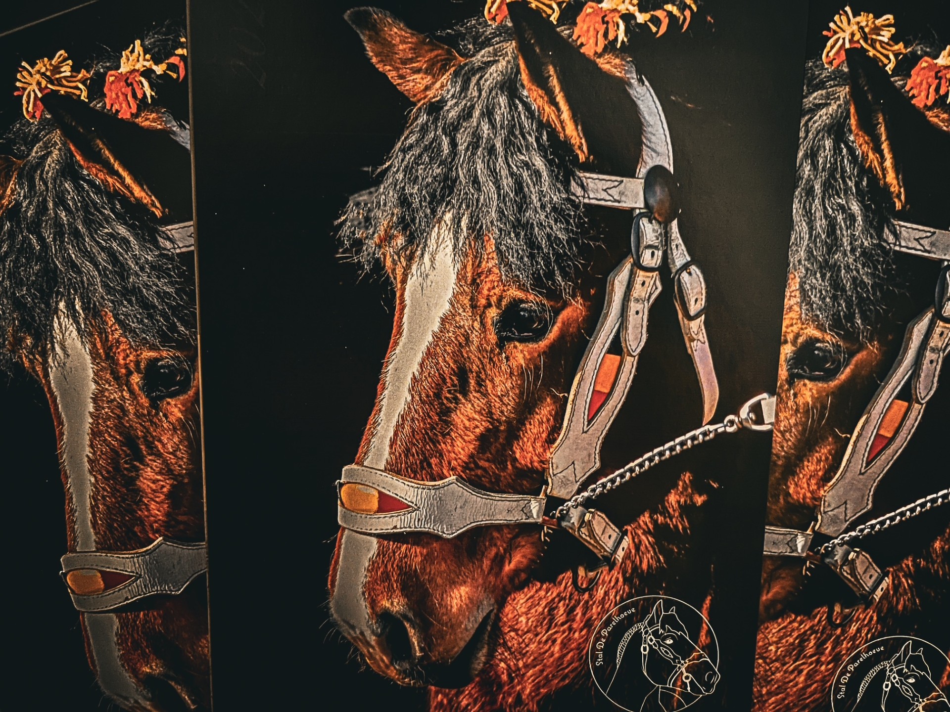 Folders dekseizoen 2025 beschikbaar!