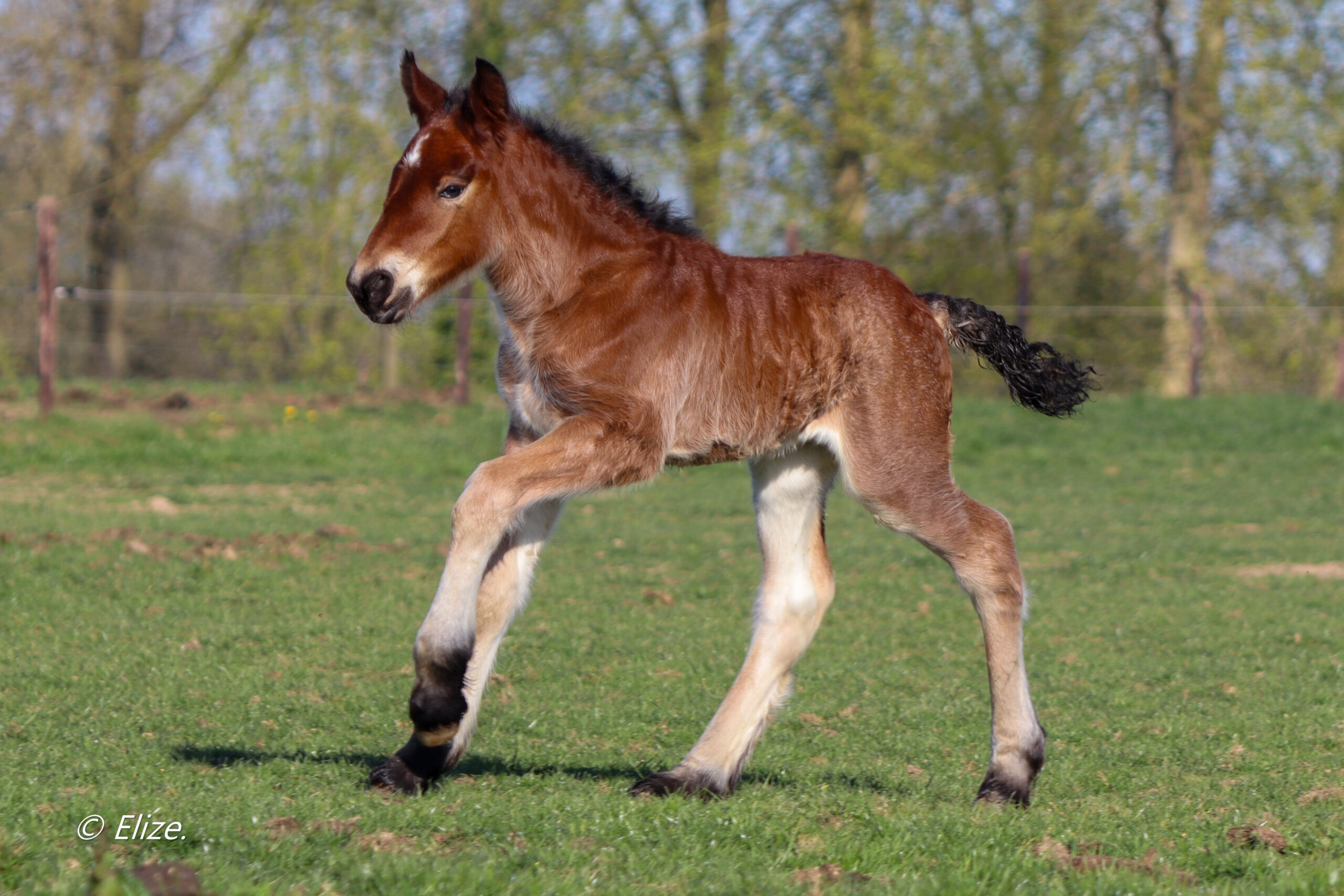 Welkom Wella, het eerste veulen van 2025!
