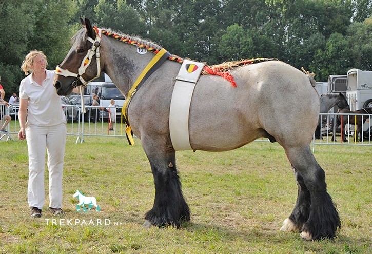 Vlaams kampioen Noblesse