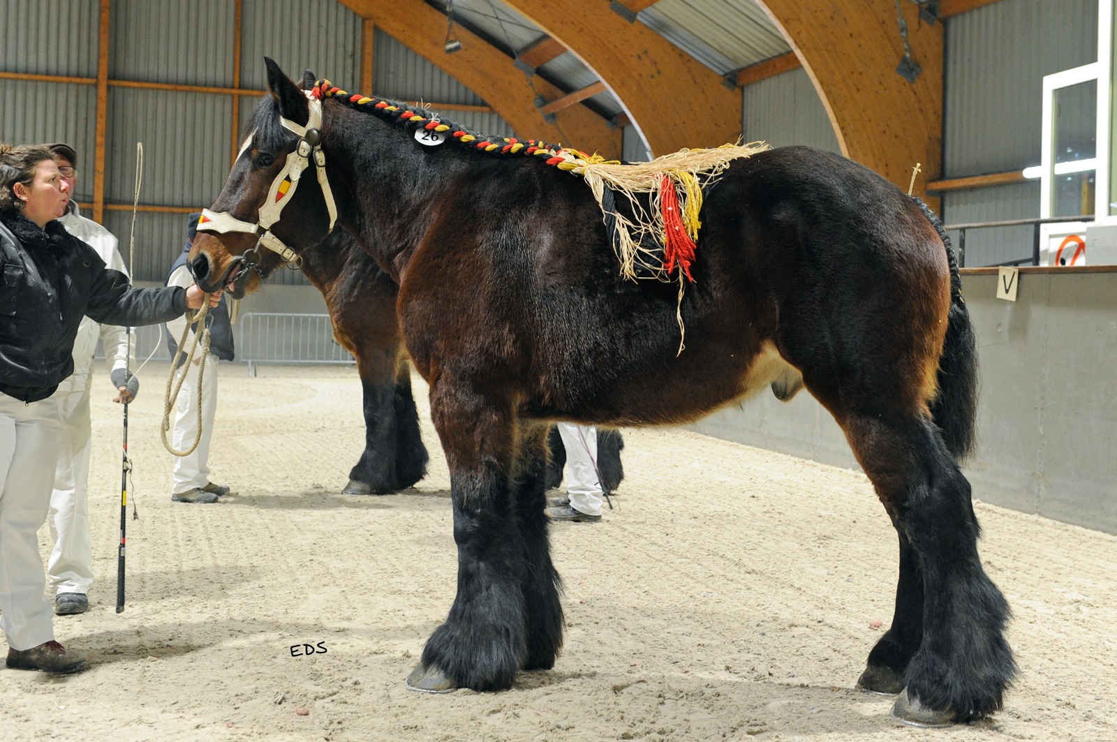 Union bij de top 3 op de hengstenkeuring!