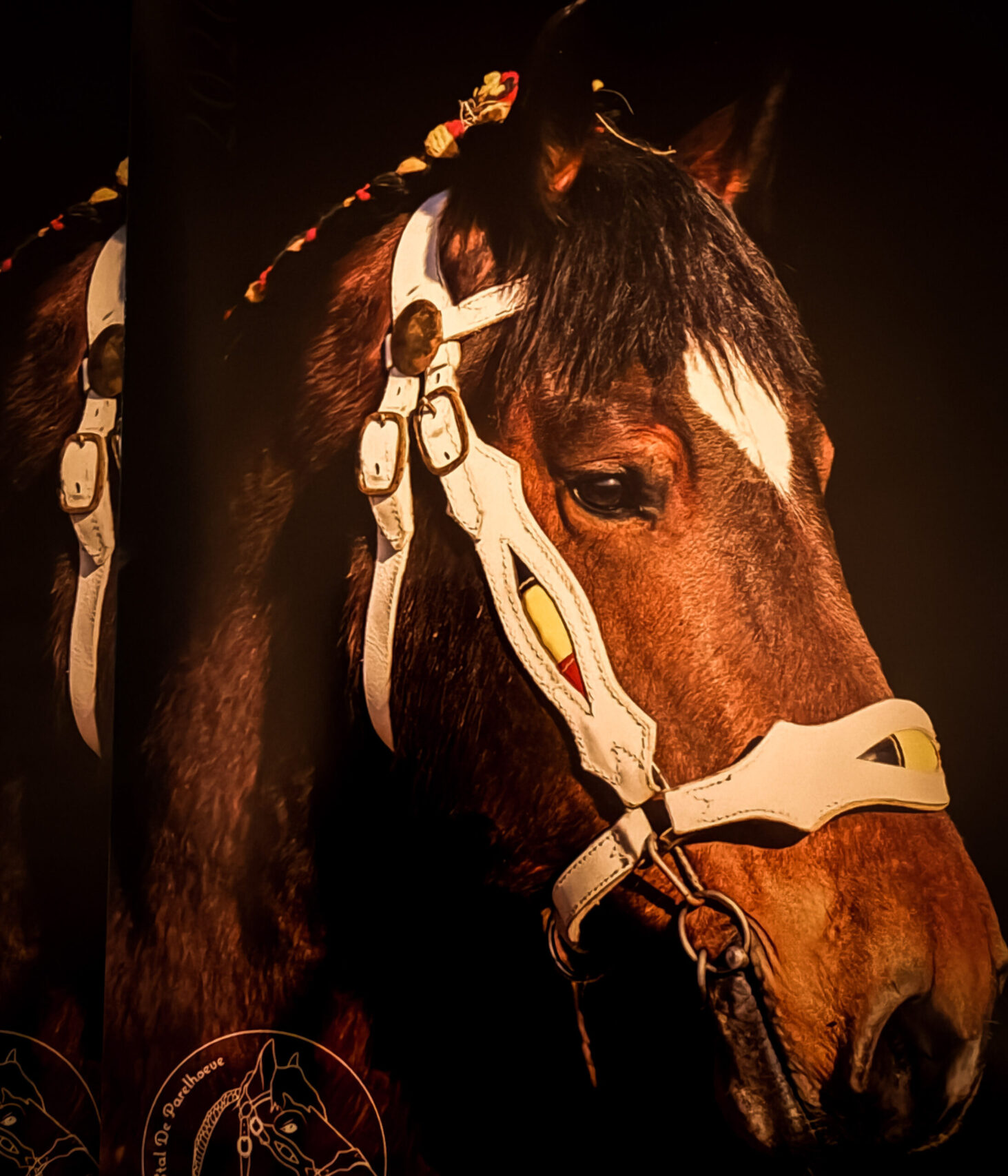 Folders dekseizoen 2026 beschikbaar!
