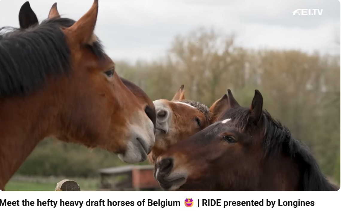 Ons verhaal op internationaal podium: FEI brengt bezoek aan onze stal