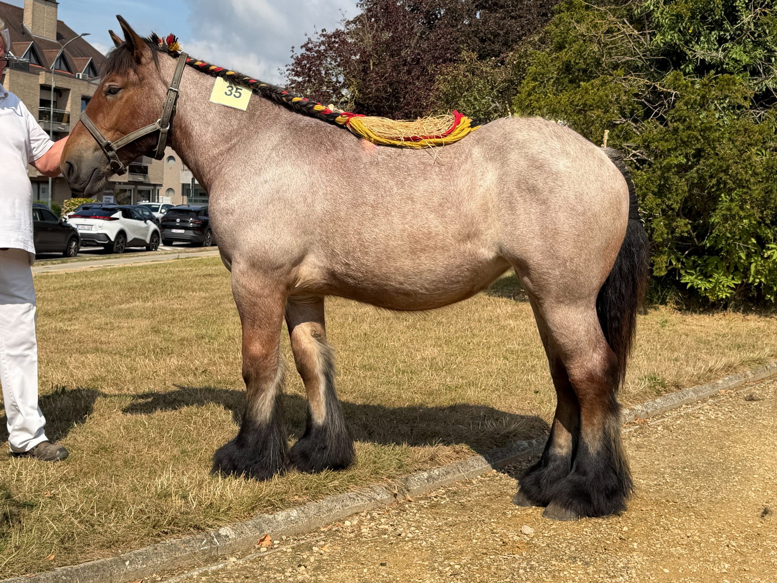 Merrie – 18 maand