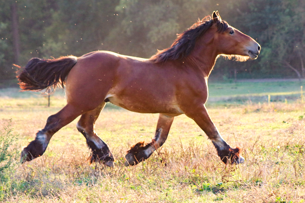 Tweejarige hengst