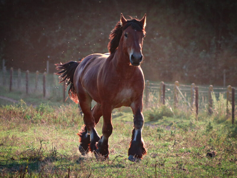 Tweejarige hengst, hengst bij Stal de Parelhoeve